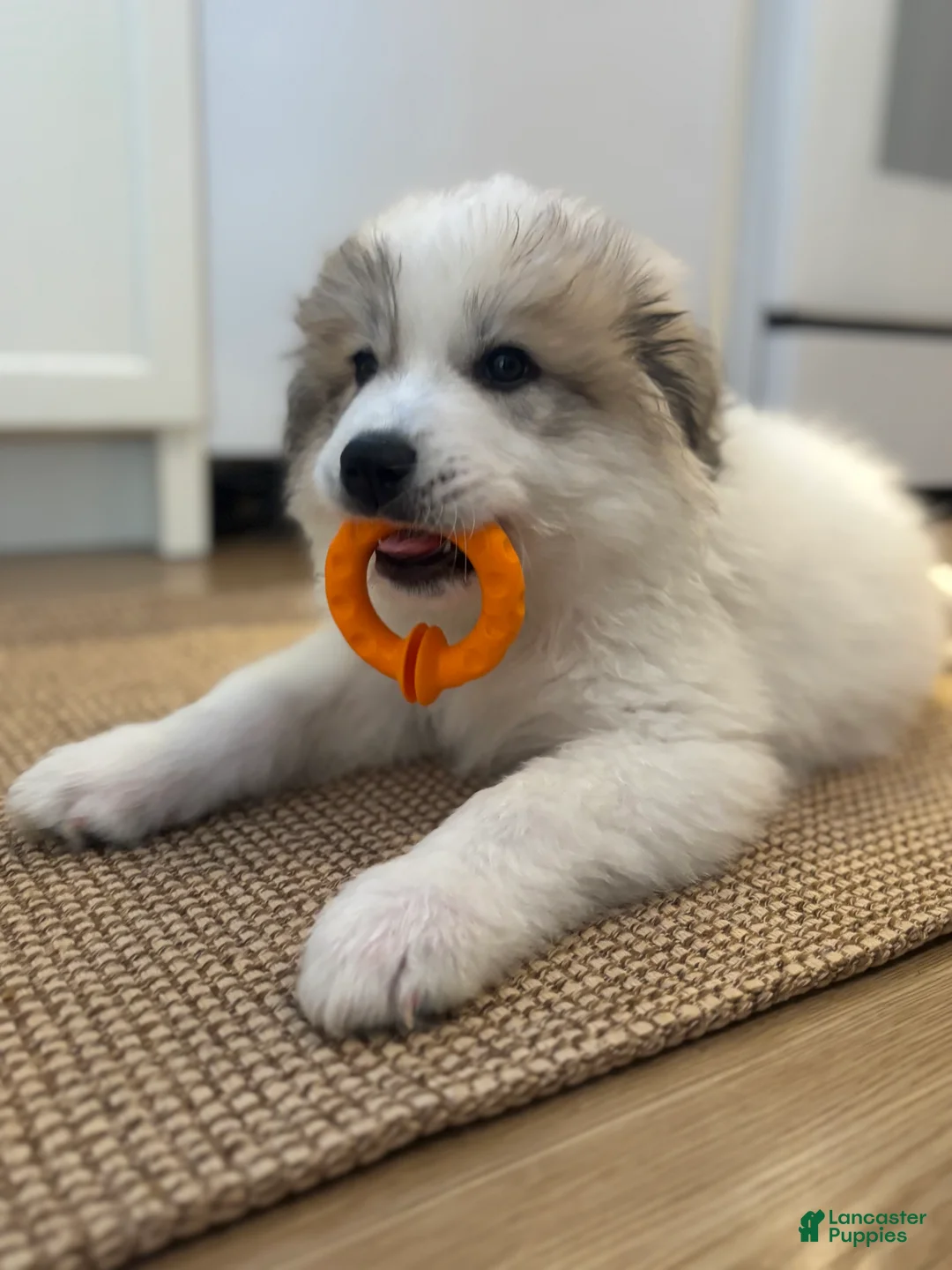 Great Pyrenees dogs for sale: Baby Blue - Ad 1