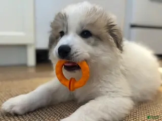 Great Pyrenees dogs Baby Blue - Ad 2