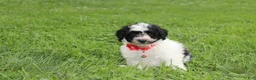 Yorkiepoo dogs for sale: Ryder - Ad 6