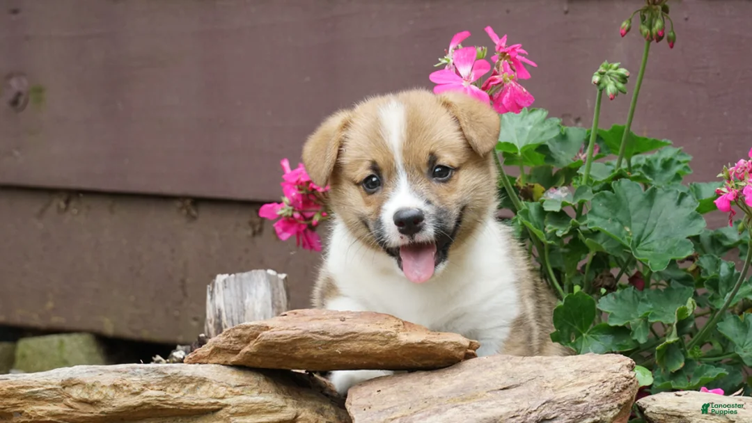 Welsh Corgi Pembroke dogs for sale: Sterling - Ad 1