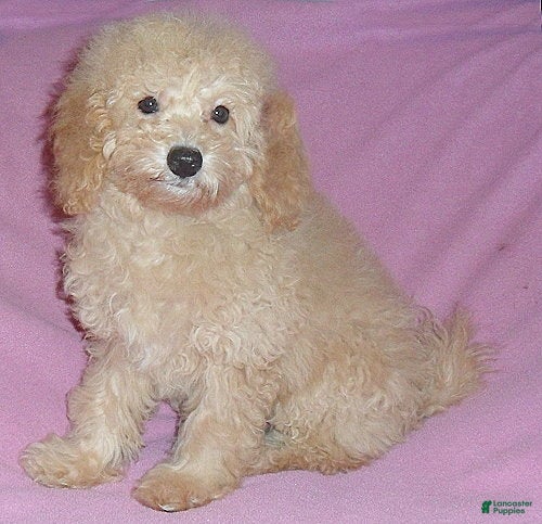 Miniature Poodle dogs Lilly - Ad 1