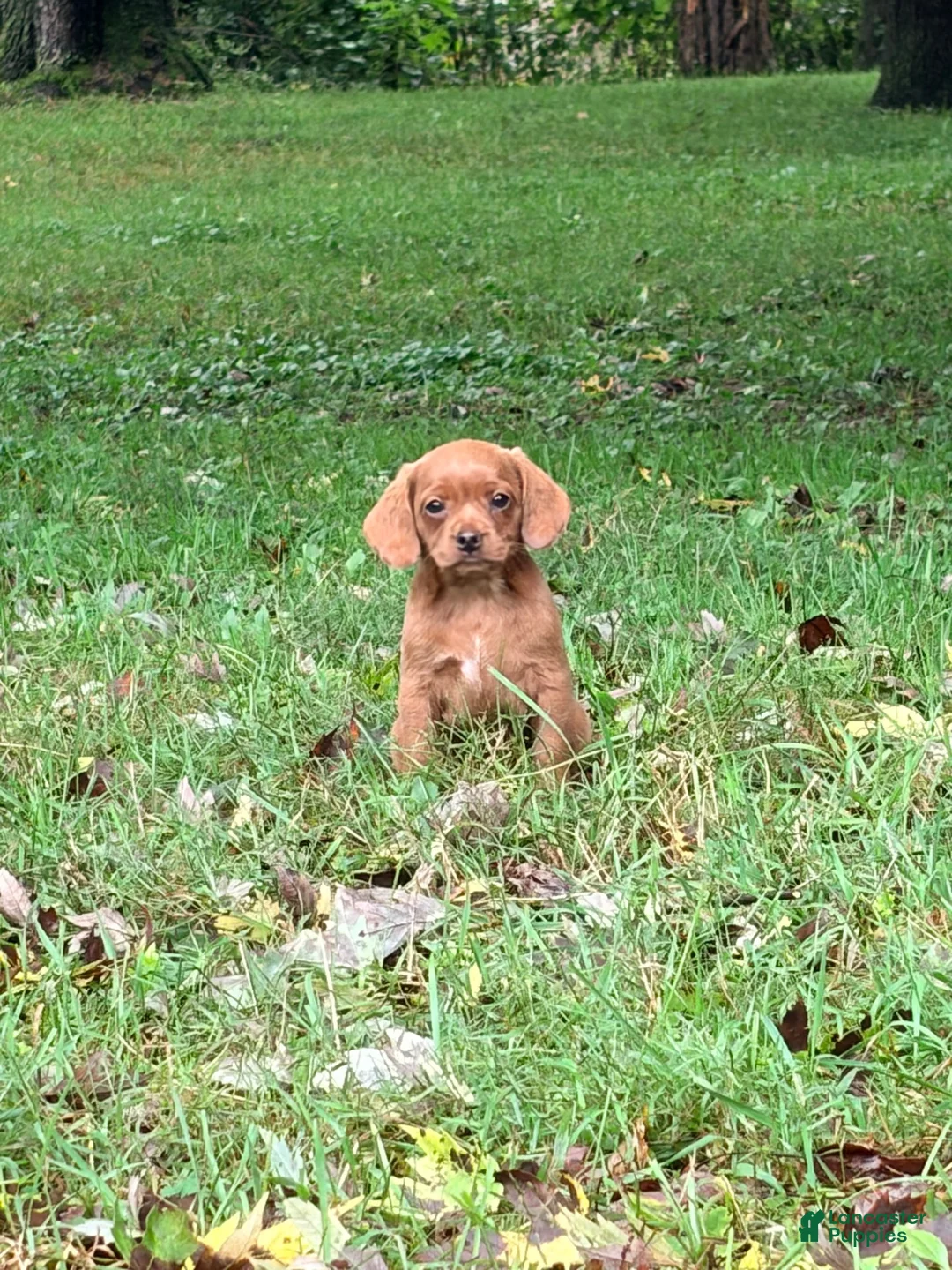 Mixed Breed dogs for sale: Mixed Breed 1 - Ad 3