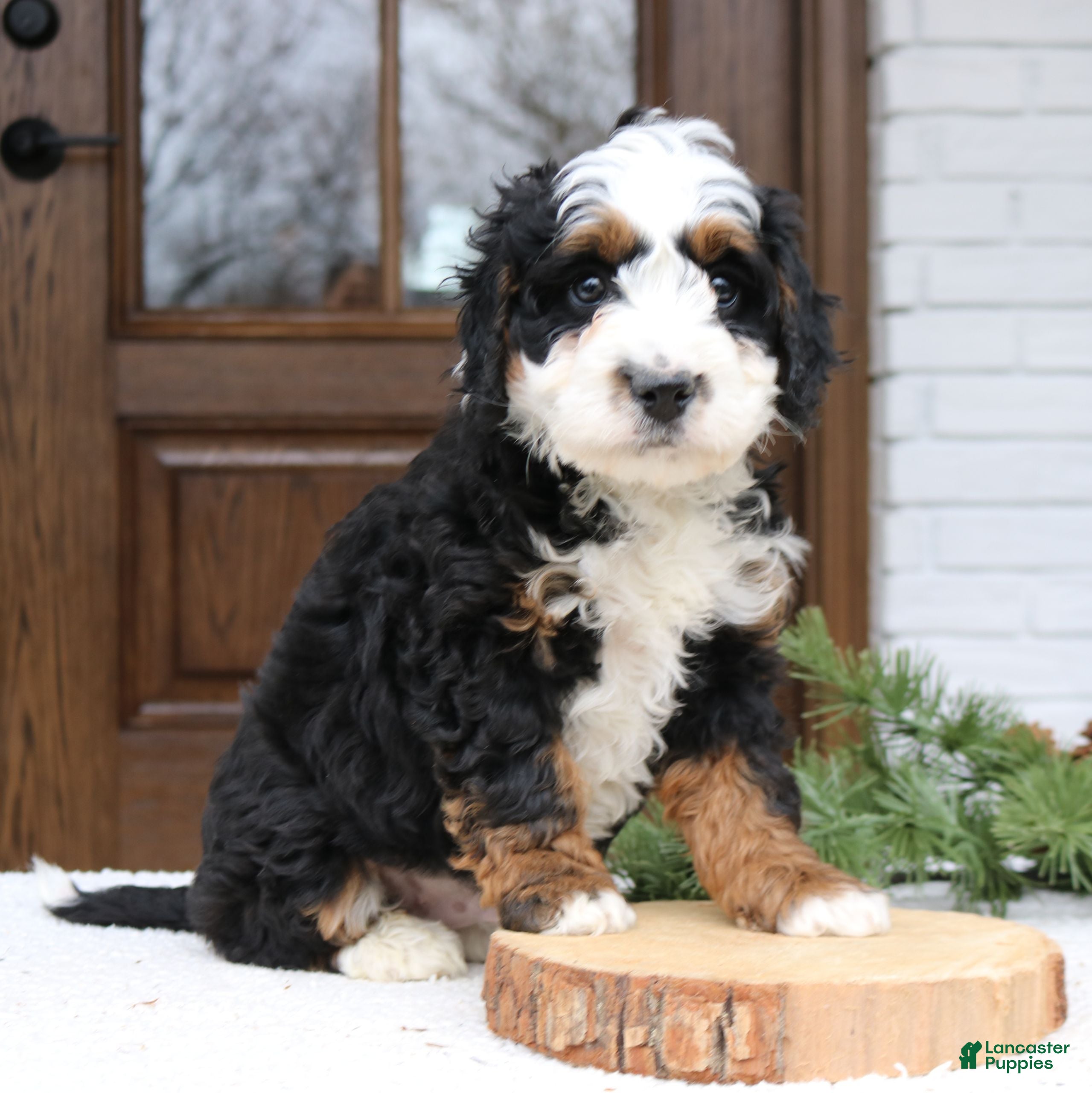 Mini Bernedoodle dogs Remy  - Ad 3