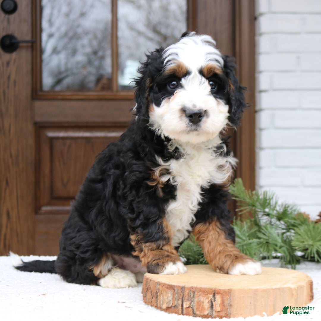 Mini Bernedoodle dogs for sale: Remy  - Ad 1
