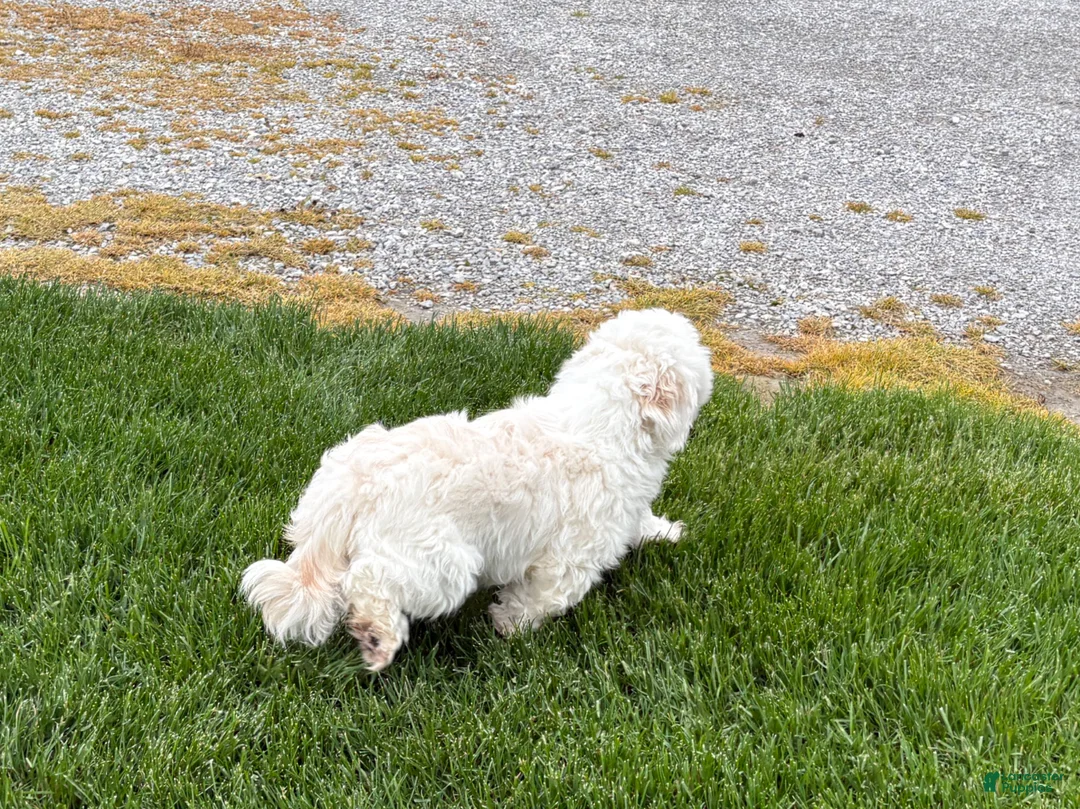 Lhasa Apso dogs for sale: Beau - Ad 12