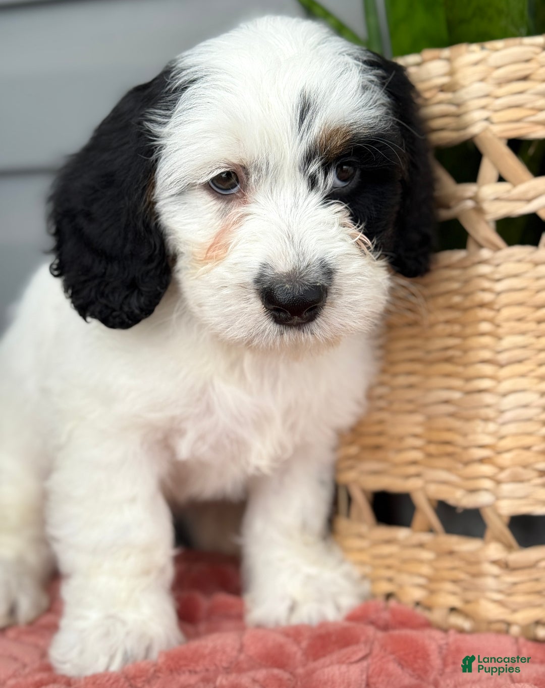 Mini Bernedoodle dogs for sale: Fluffy - Ad 13