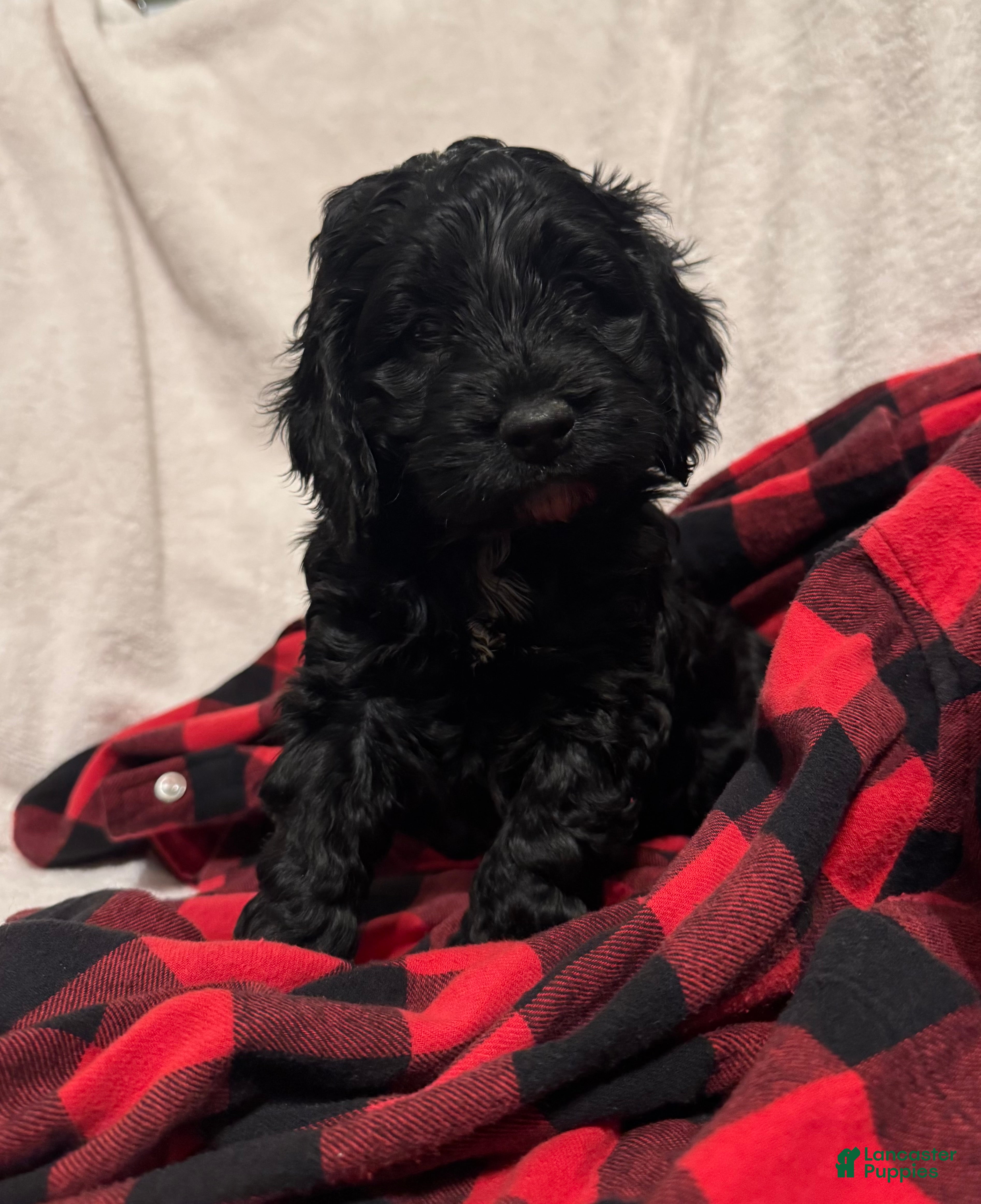 Cockapoo dogs Hunter - Ad 2