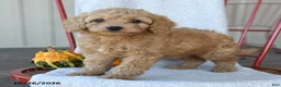 Cockapoo dogs for sale: Biscuit - Ad 5