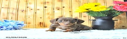 Miniature Dachshund dogs for sale: Marshal - Ad 4