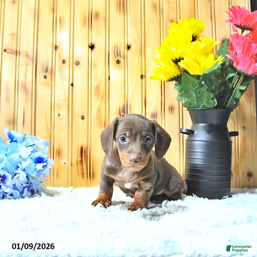 Miniature Dachshund dogs for sale: Marshal - Ad 4
