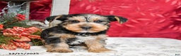 Yorkshire Terrier dogs for sale: Toby - Ad 4