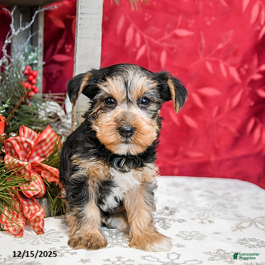 Yorkshire Terrier dogs for sale: Toby - Ad 4