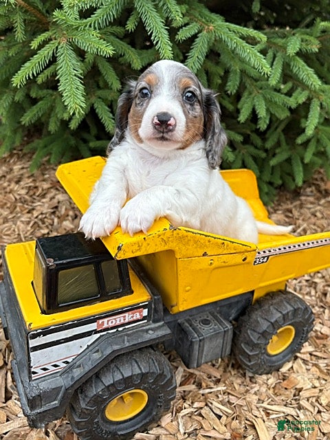 Mixed Breed dogs Ozzi - Ad 1