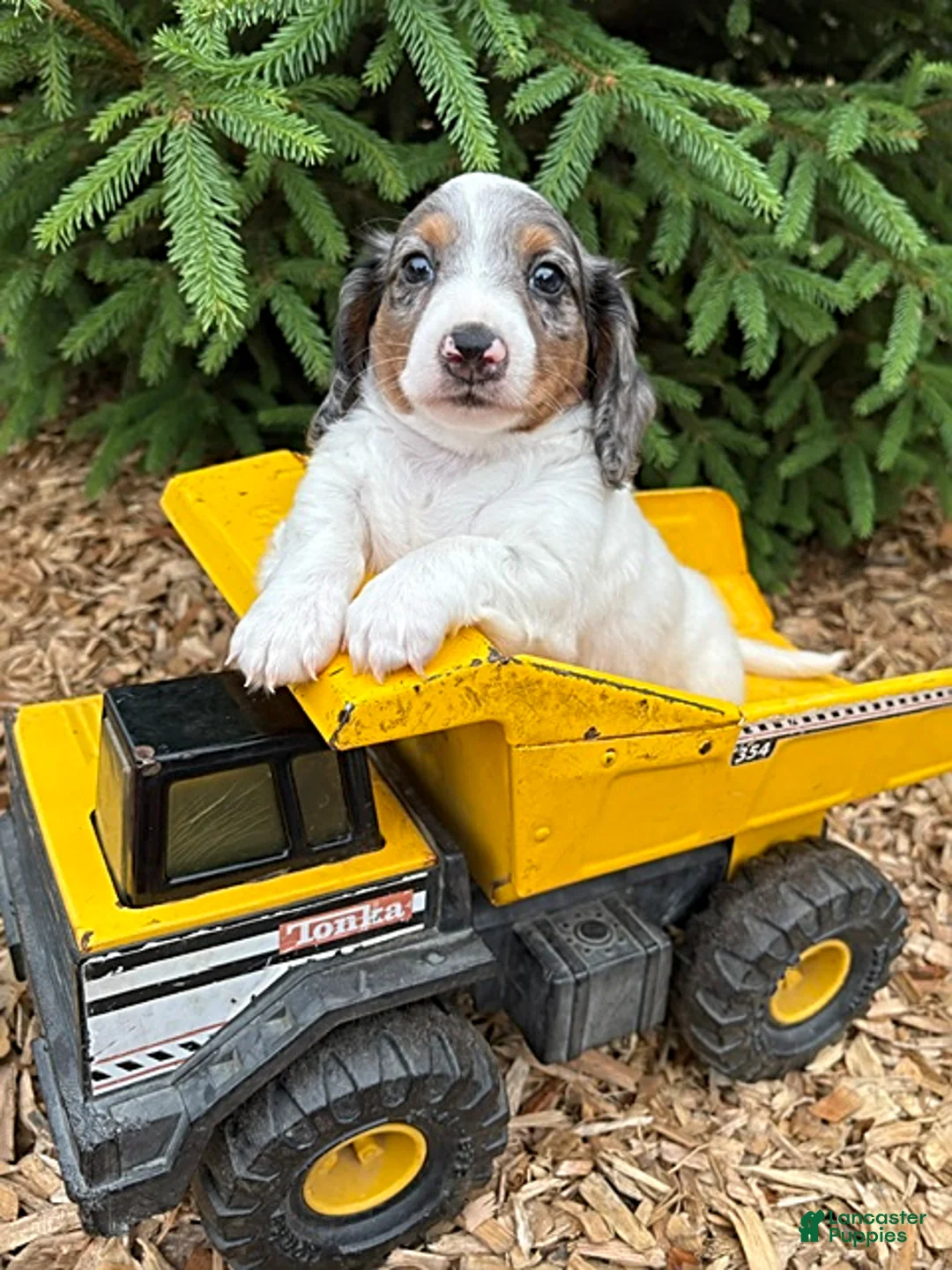 Mixed Breed dogs for sale: Ozzi - Ad 1