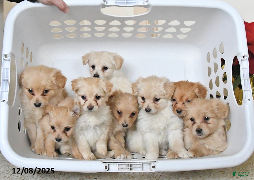 Pomapoo dogs for sale: Sierra - Ad 3