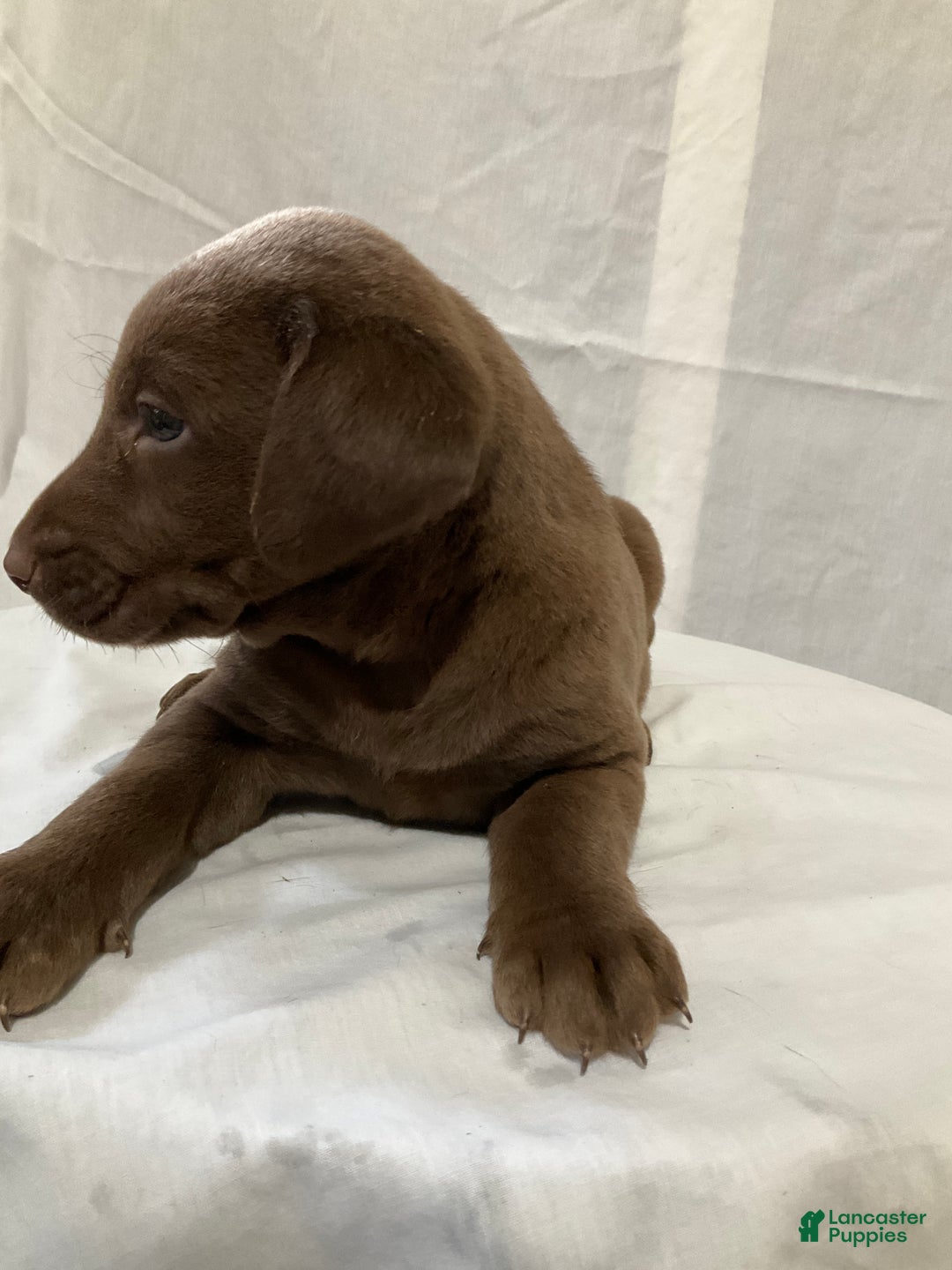 Labrador Retriever dogs for sale: Gracie - Ad 4