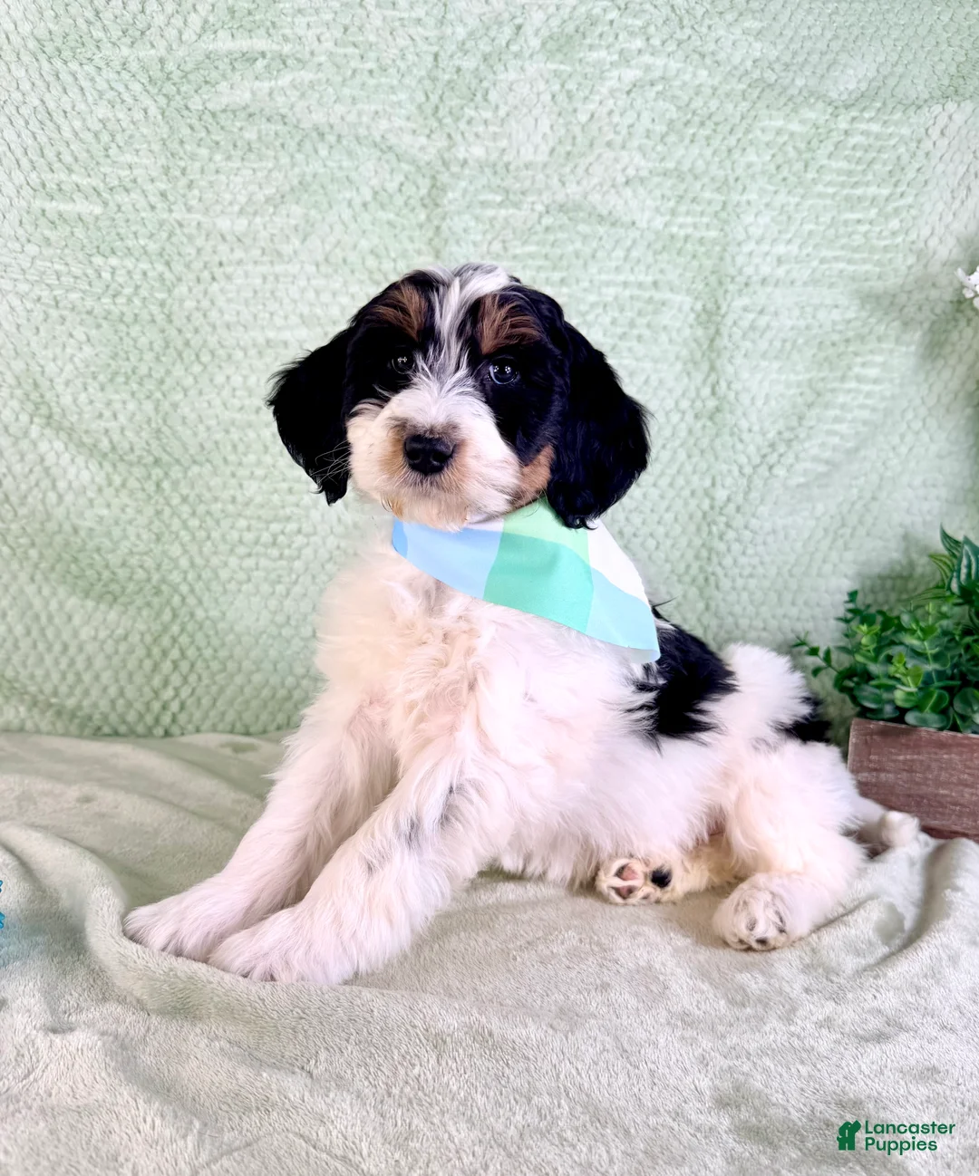 Bernedoodle dogs for sale: Charlie - Ad 5