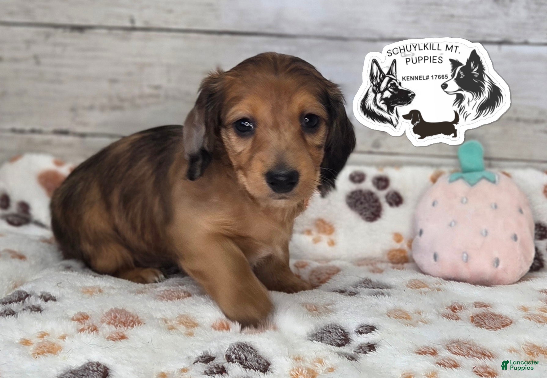 Miniature Dachshund dogs Muffin - Ad 40