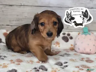 Miniature Dachshund dogs Muffin - Ad 40