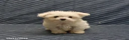 Maltese dogs for sale: Rosie - Ad 5