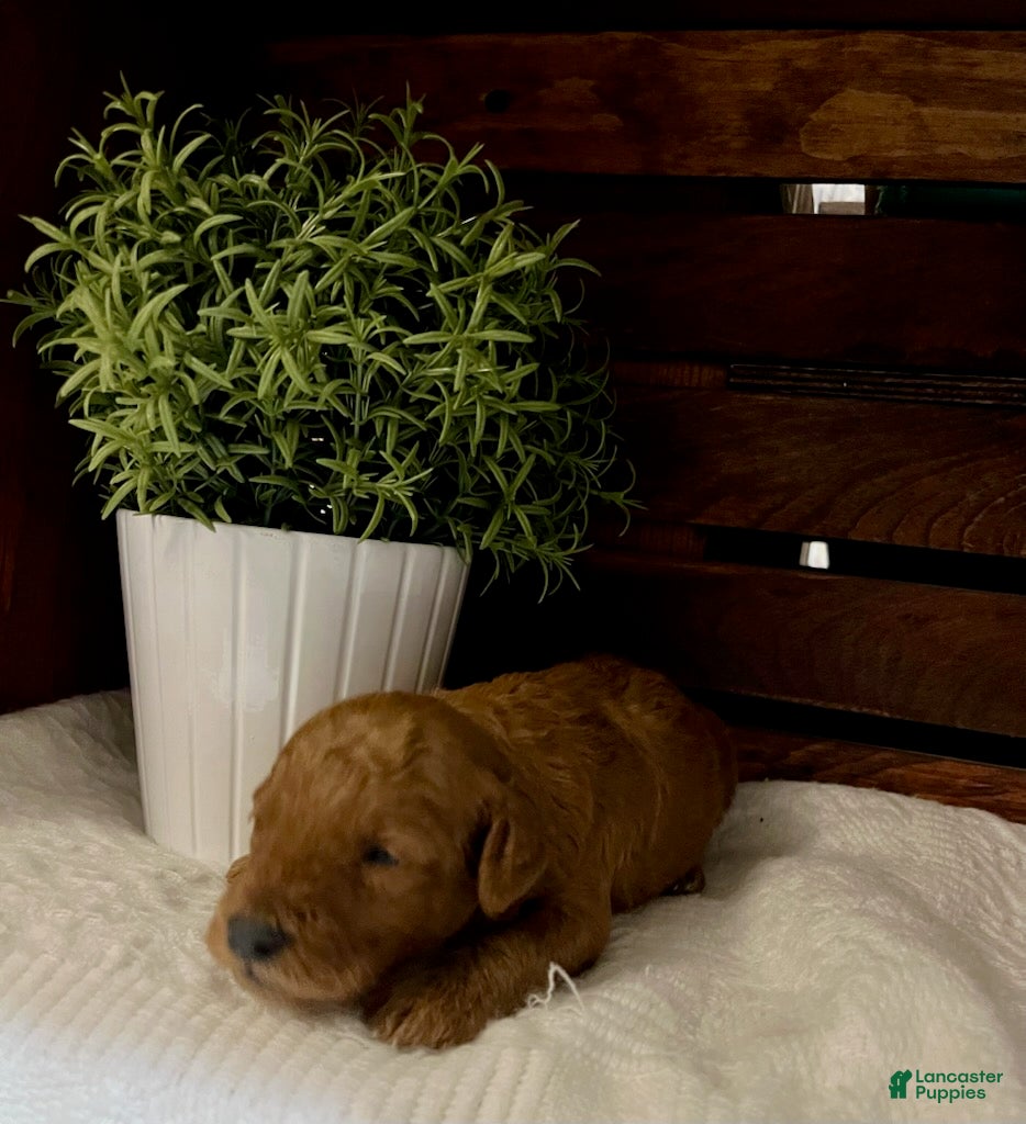 Miniature Poodle dogs Mocha - Ad 2