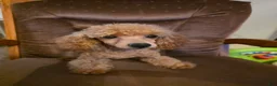 Toy Poodle dogs for sale: Rocky  - Ad 5