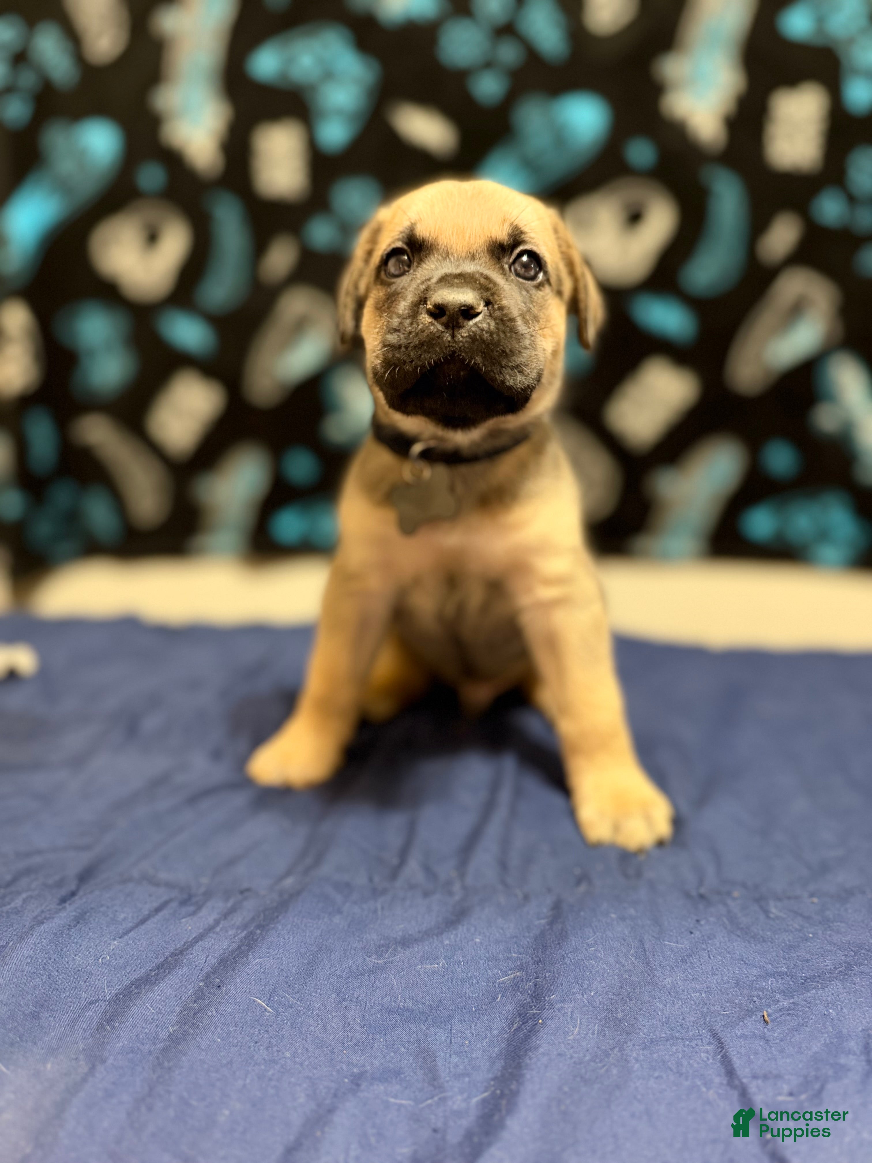 Cane Corso dogs guy-black collar  - Ad 38