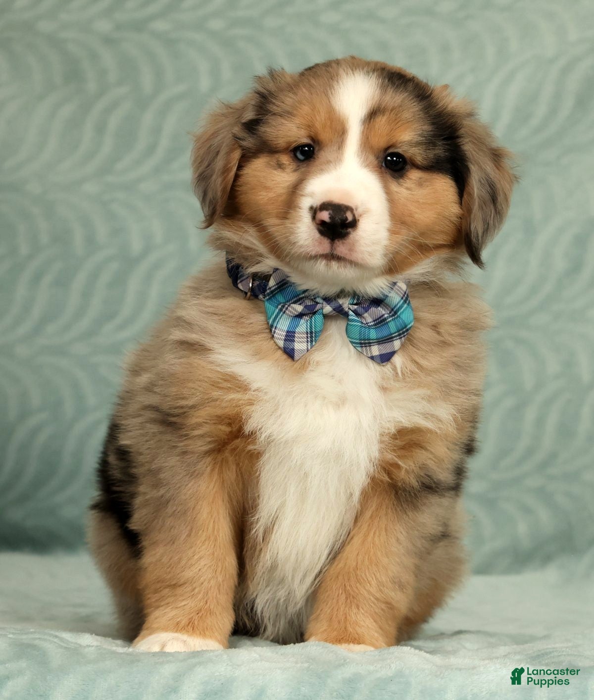 Australian Shepherd dogs for sale: Jett - Ad 3