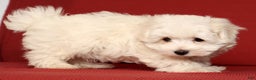 Maltese dogs for sale: Molly - Ad 9