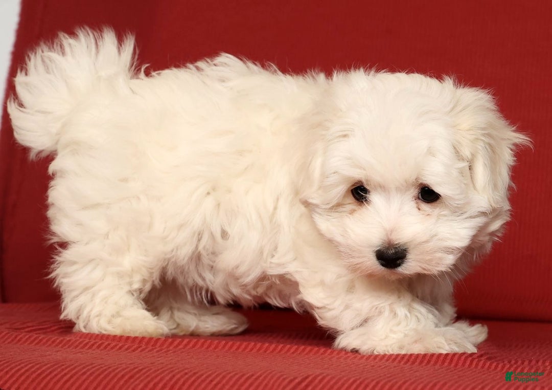Maltese dogs for sale: Molly - Ad 9