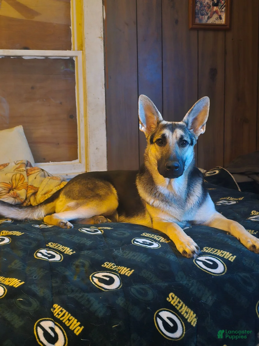 Gerberian Shepsky dogs for sale: Gerberian Shepsky 3 - Ad 2