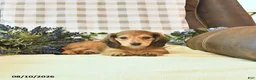Miniature Dachshund dogs for sale: Willow - Ad 4