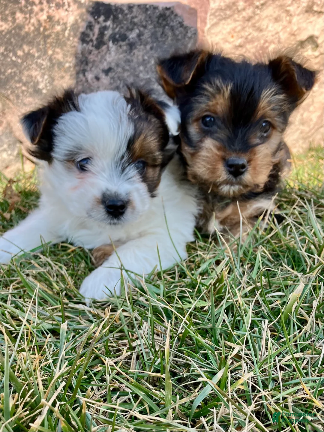 Yorkshire Terrier dogs for sale: Kolby - Ad 6