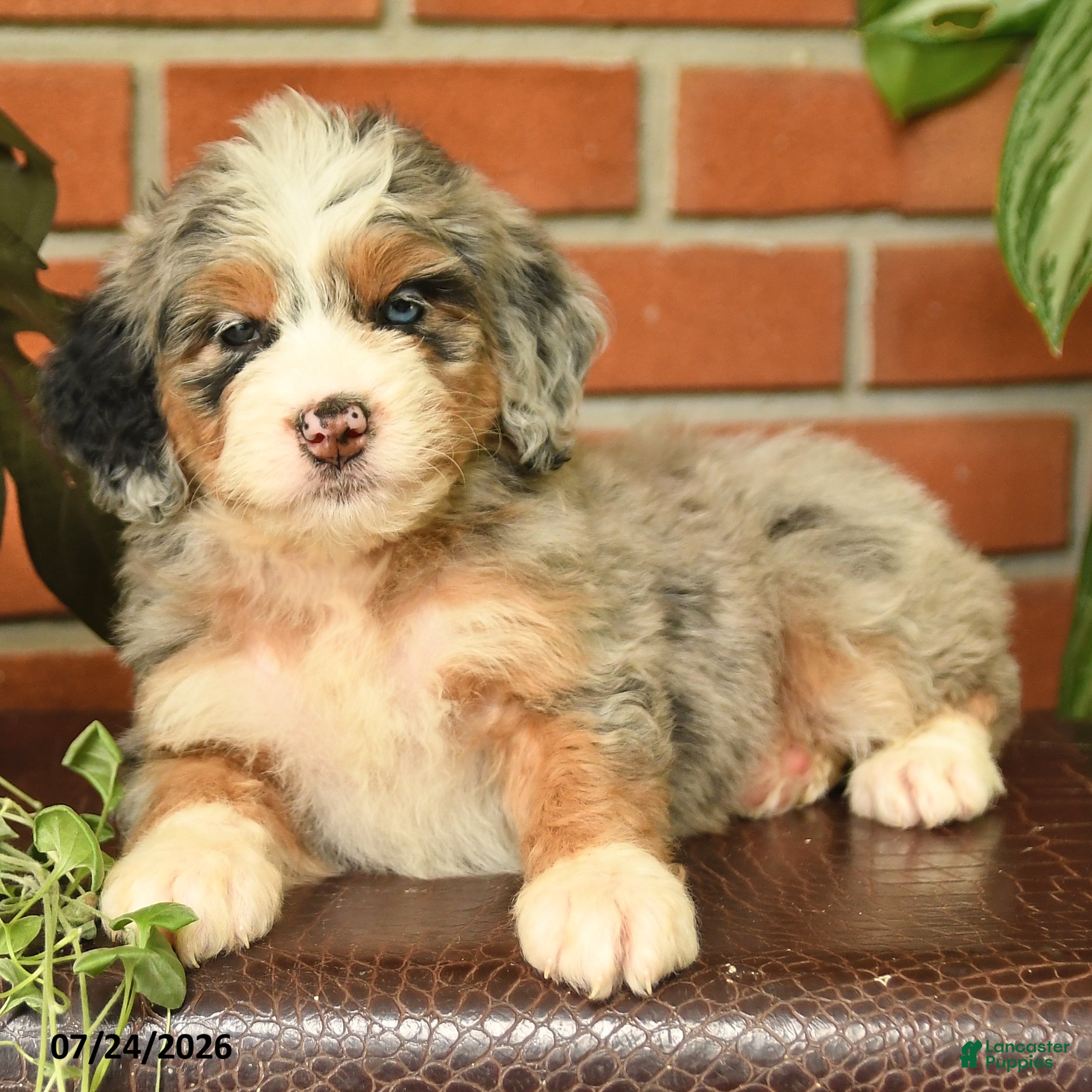 Bernedoodle dogs Jasmine - Ad 2