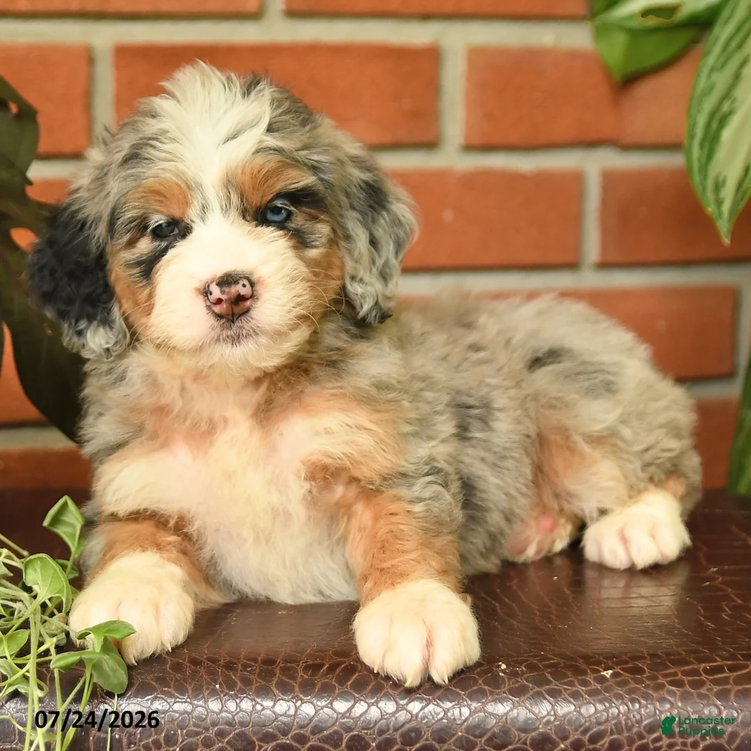 Bernedoodle dogs for sale: Jasmine - Ad 2
