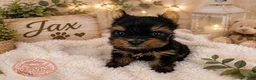 Yorkshire Terrier dogs for sale: Jax - Ad 2