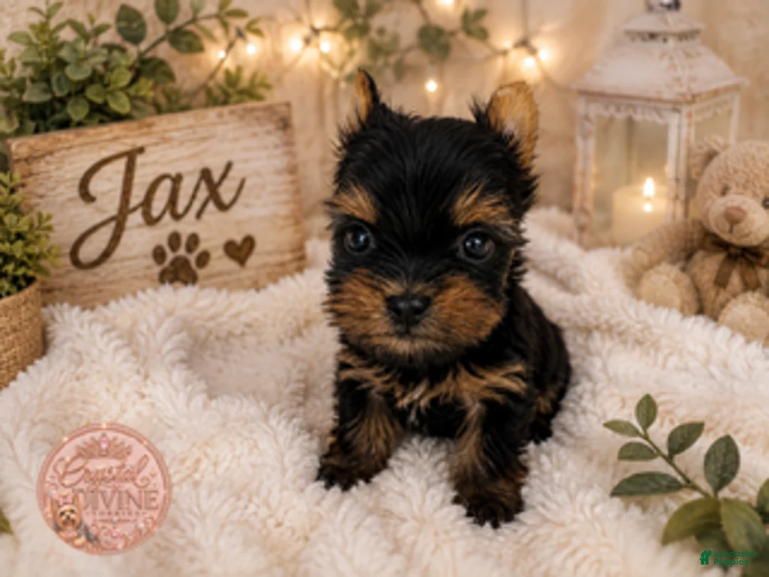 Yorkshire Terrier dogs for sale: Jax - Ad 2