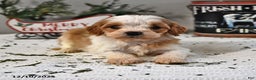 Cavapoo dogs for sale: Caleb - Ad 2