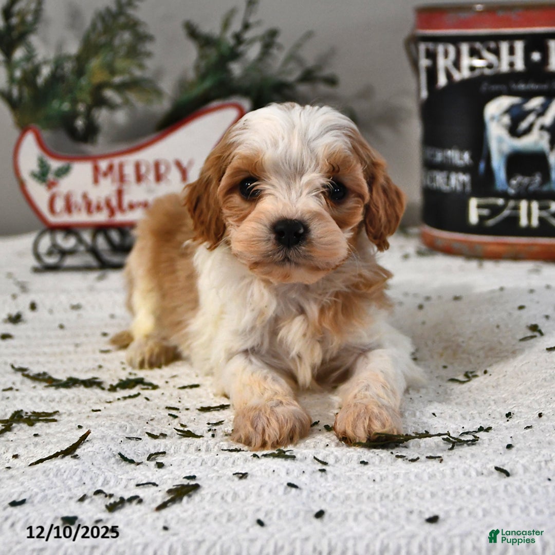 Cavapoo dogs for sale: Caleb - Ad 2