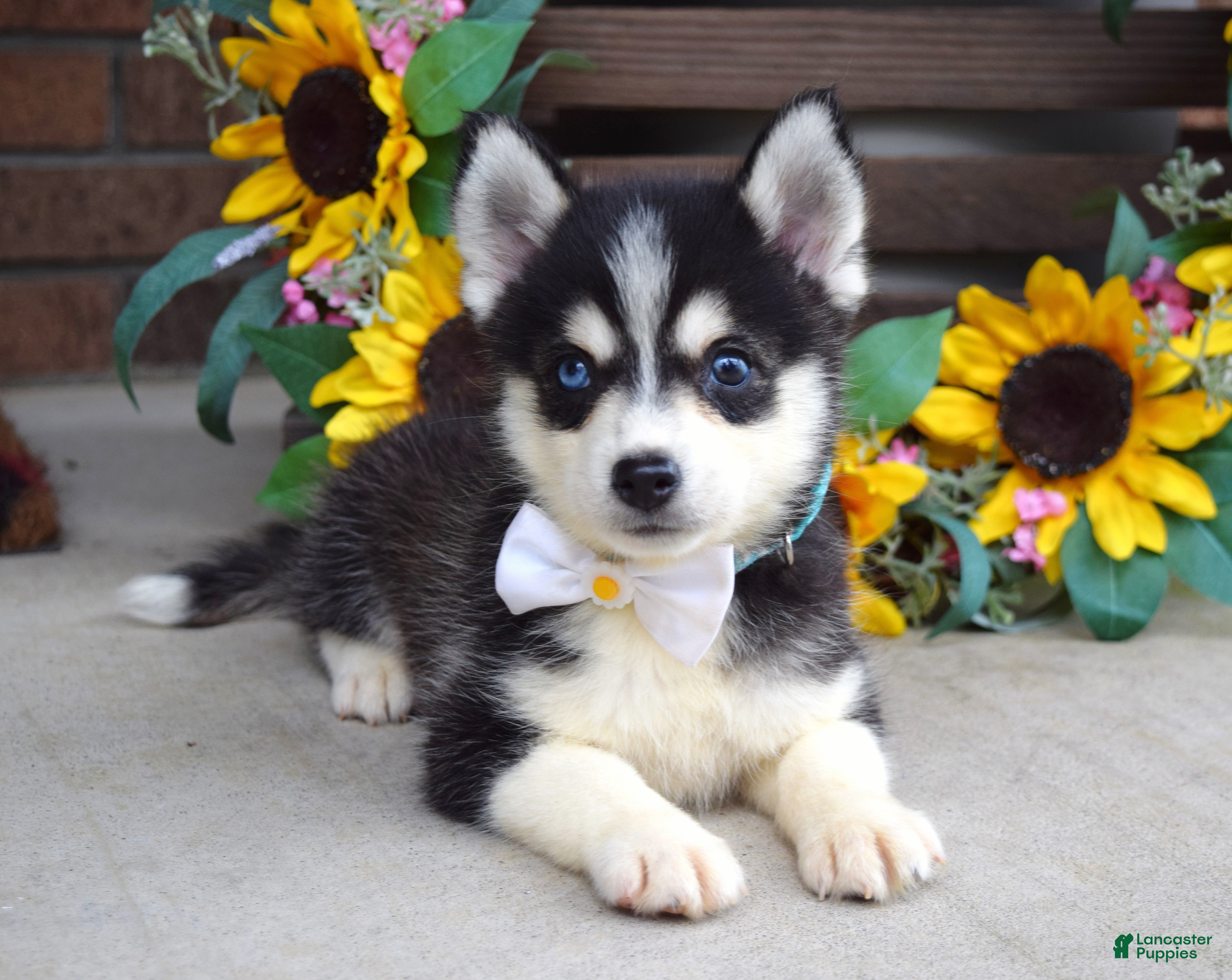 Pomsky dogs Piper - Ad 2