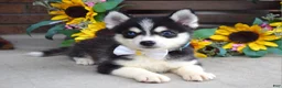Pomsky dogs for sale: Piper - Ad 2