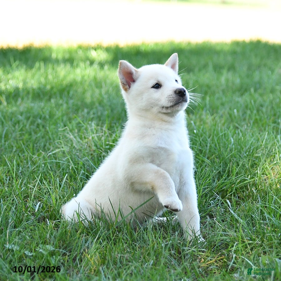 Shiba Inu dogs Glacier - Ad 2
