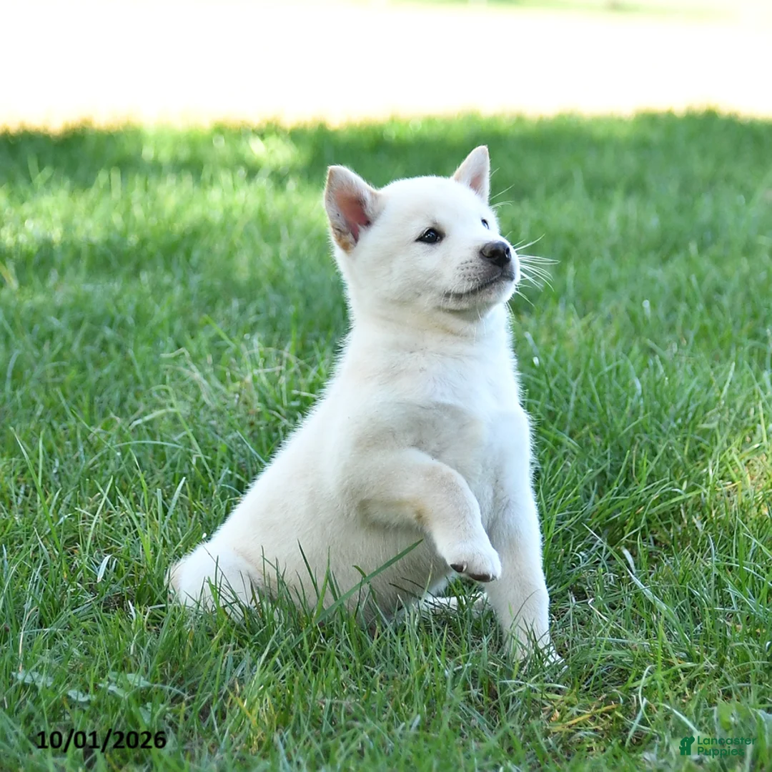 Shiba Inu dogs for sale: Glacier - Ad 2