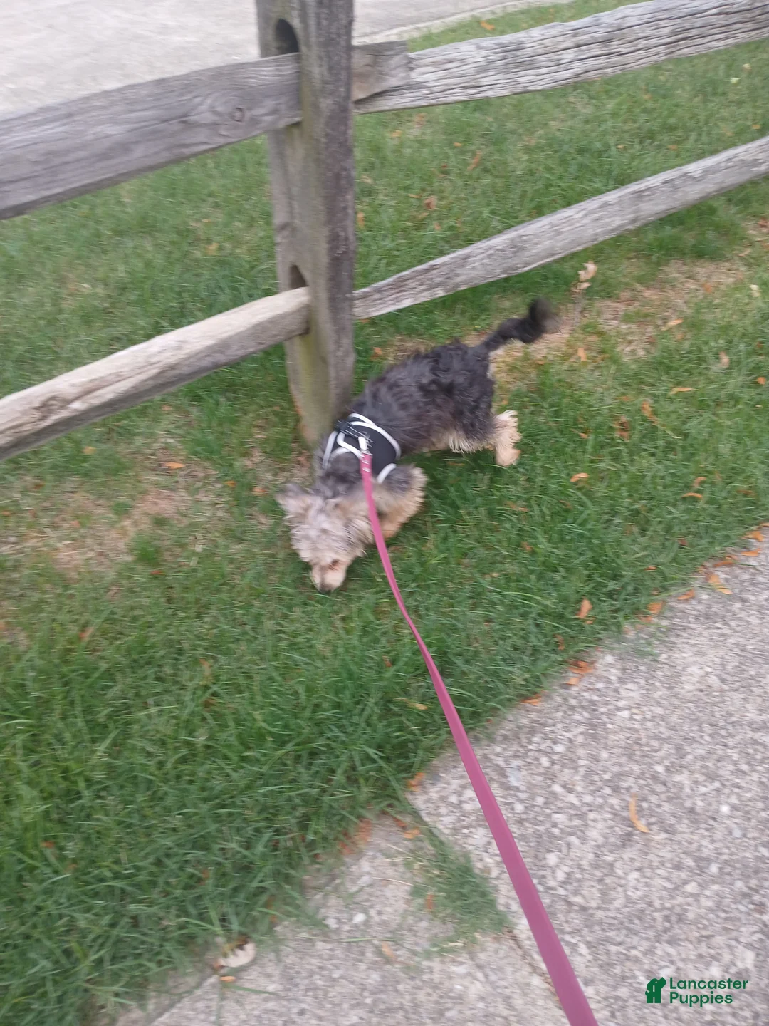Morkie dogs for sale: Mikey 1 - Ad 2