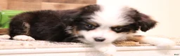 Toy Australian Shepherd dogs for sale: Chip black/tri 1 blue/1 brown eye - Ad 3
