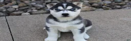Siberian Husky dogs for sale: Willow - Ad 3