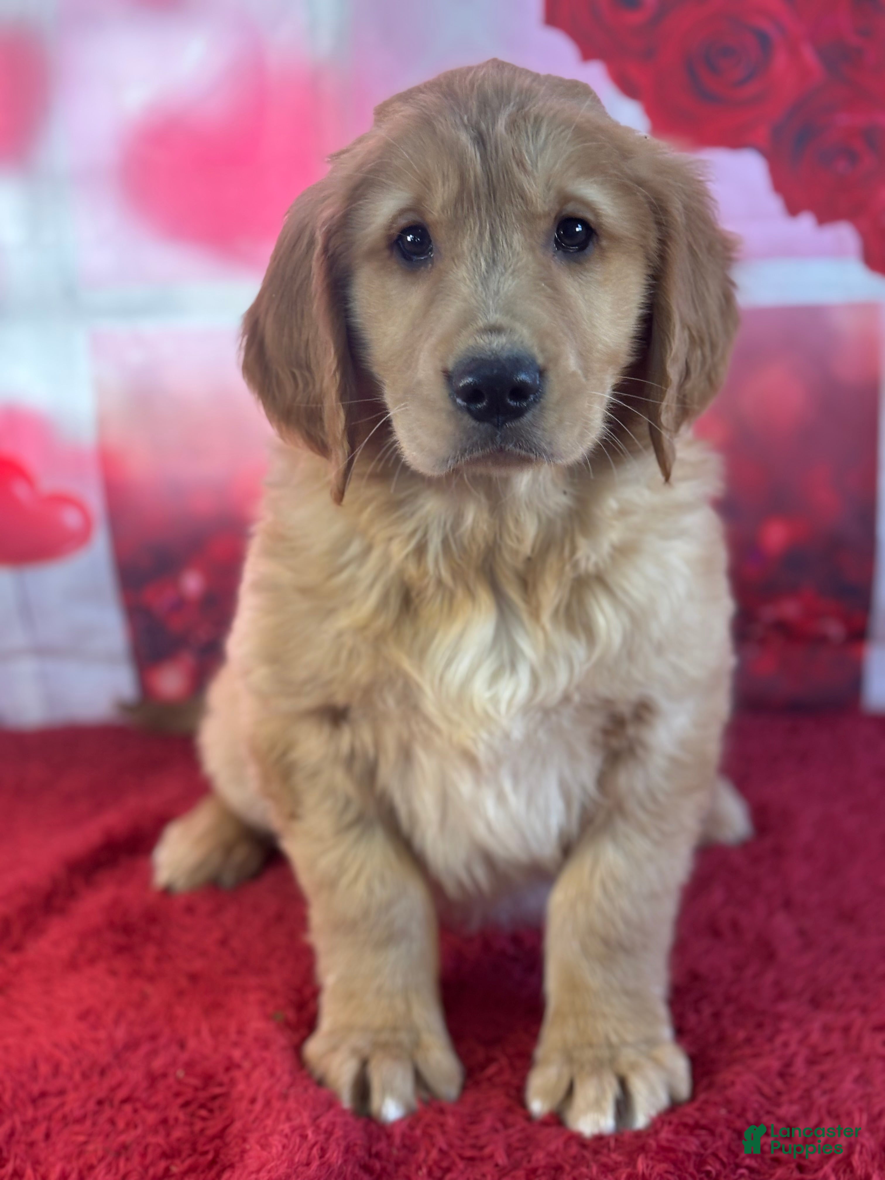 Golden Retriever dogs Kyle - Ad 1