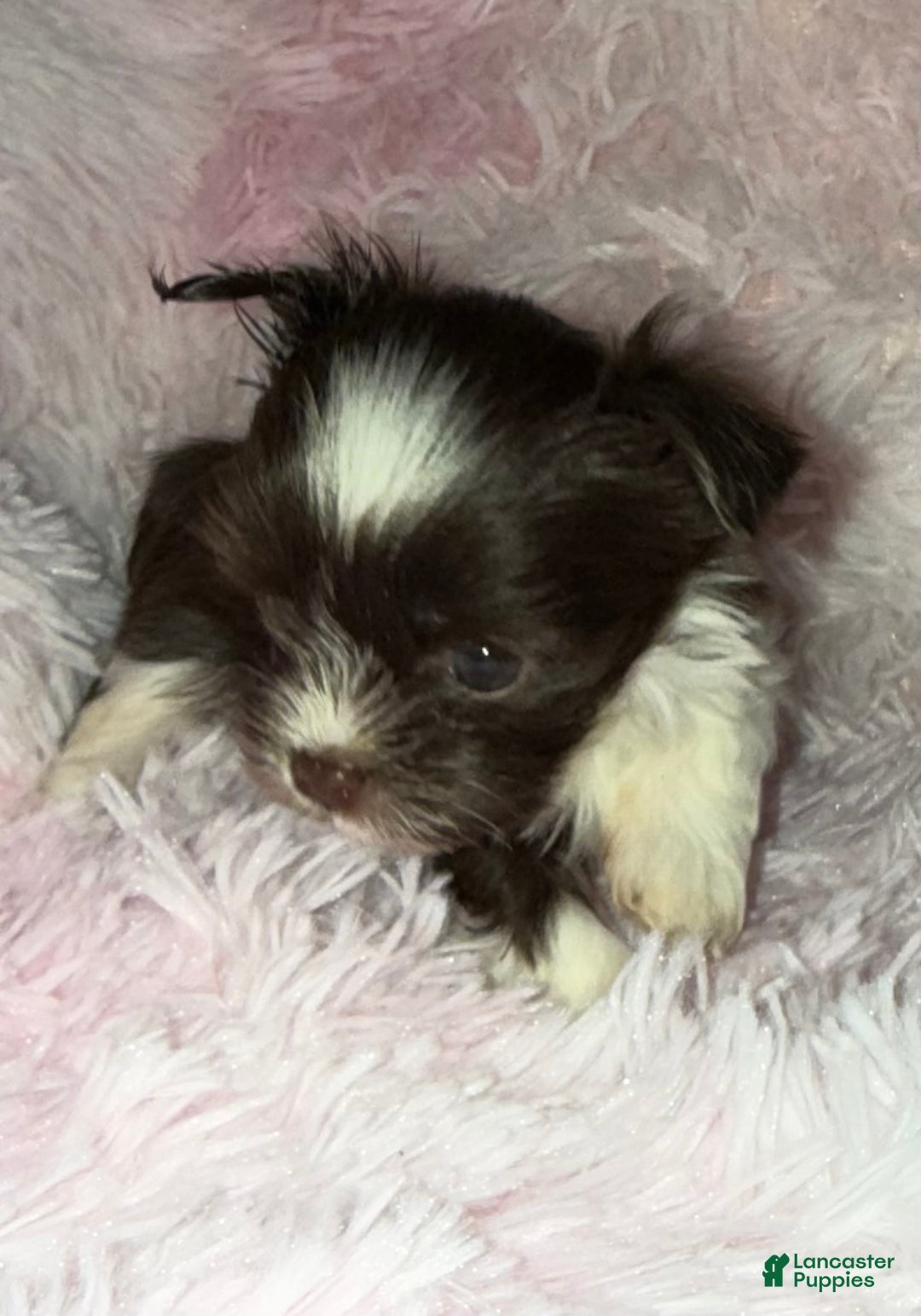 Yorkshire Terrier dogs for sale: Love - Ad 6