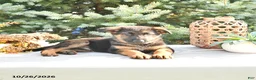 German Shepherd dogs for sale: Duke Von Haus - Ad 4