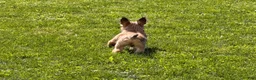 Cairn Terrier dogs for sale: Johnny  - Ad 10